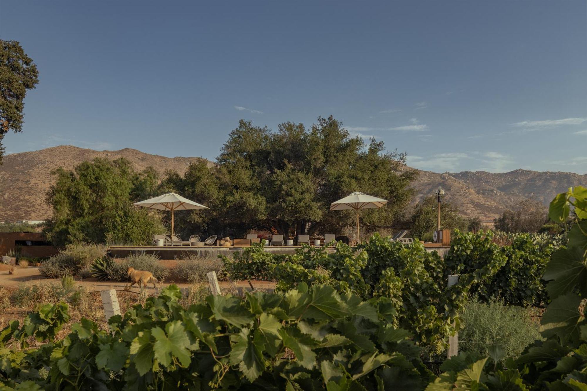 Bruma Wine Resort บาเย เด กัวลาลูเป ภายนอก รูปภาพ