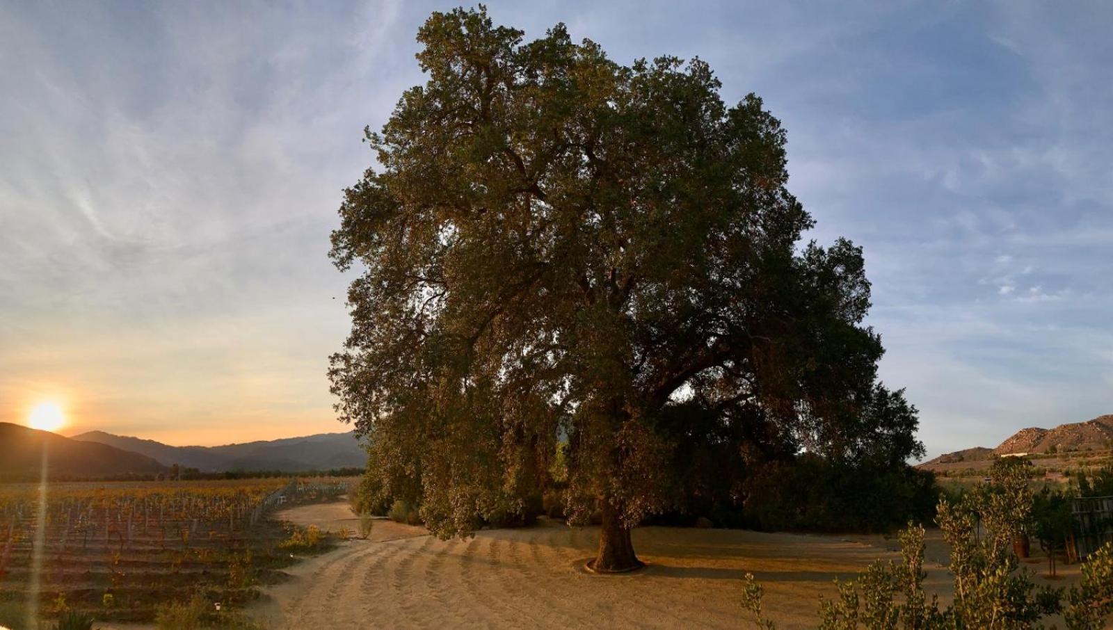 Bruma Wine Resort บาเย เด กัวลาลูเป ภายนอก รูปภาพ